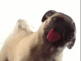 Hier ist das Personal zum Putzen Deines Bildschirms !